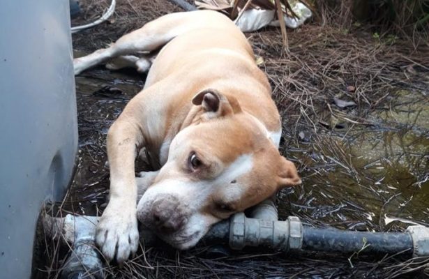 Pitbull investito da un treno: recuperato e trasportato in ambulatorio per le cure