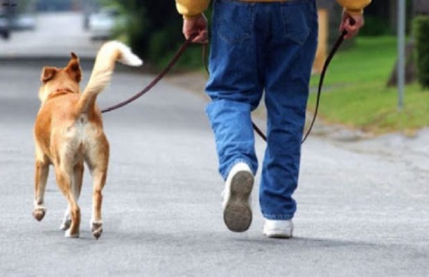 Dall’assistenza alla vita di tutti i giorni sino ai benefici cardiovascolari: si celebra oggi la giornata internazionale del cane