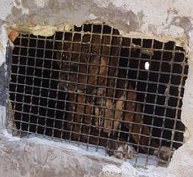 Pitbull segregato al buio, legato e senza cibo in viale Nitta a Catania: indagato pluripregiudicato insieme al figlio