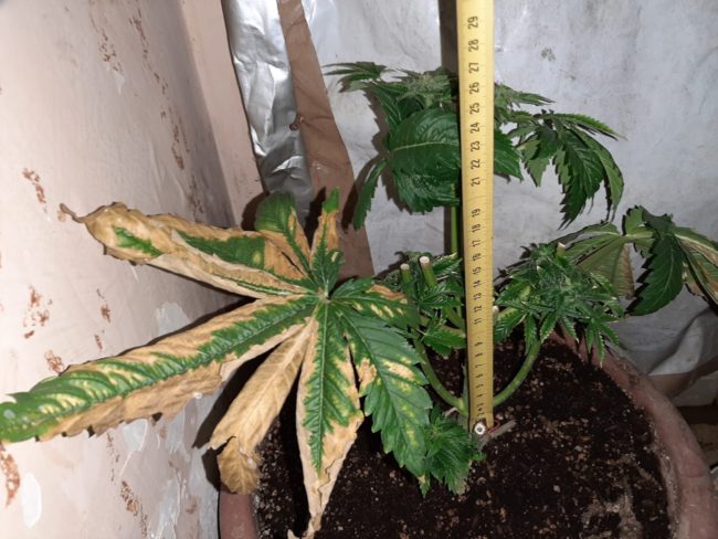 Controlli nel centro storico, padre e figlio nei guai: scoperti fucile e serra per la coltivazione di marijuana