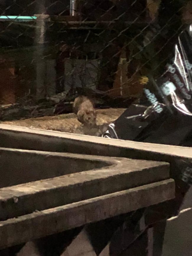 Topi in strada a San Giovanni Galermo, Zingale: “Derattizzazione nel più breve tempo possibile”