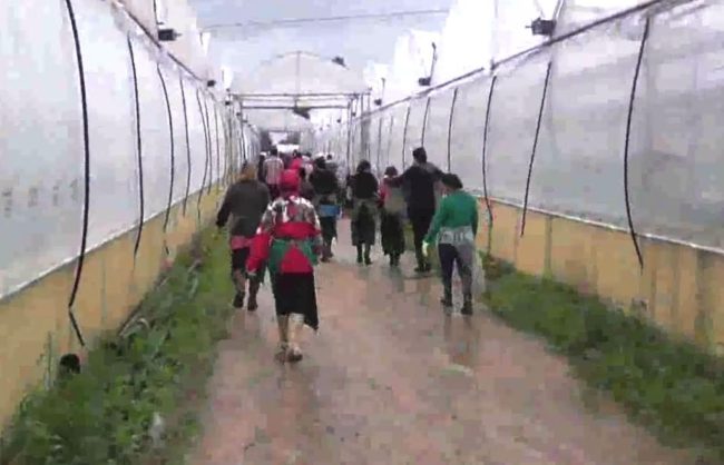 Caporalato a Latina, braccianti agricoli pagati 4 euro all'ora
