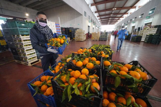 Coronavirus, l'agroalimentare italiano chiede di rafforzare la PAC