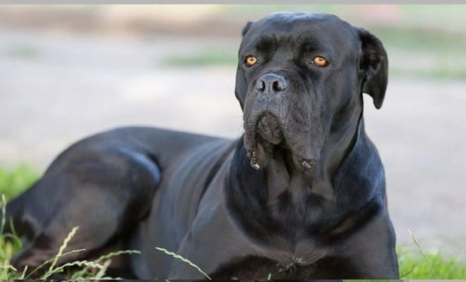 Tragedia nel Leccese, bimbo di 8 mesi muore sbranato dal cane di famiglia