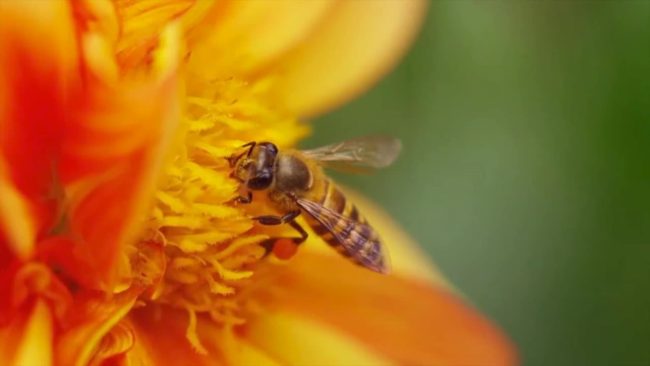 Madre Terra – Il coronavirus fa bene all’ambiente