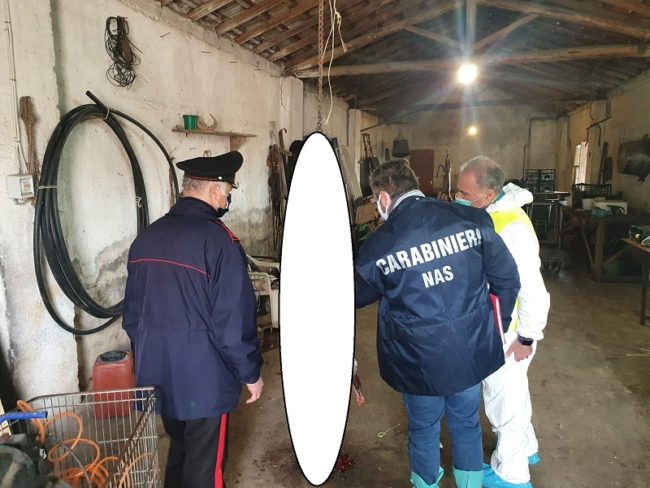 Macellazione abusiva e in condizioni igieniche precarie: nei guai il titolare di un allevamento con caseificio nel Catanese