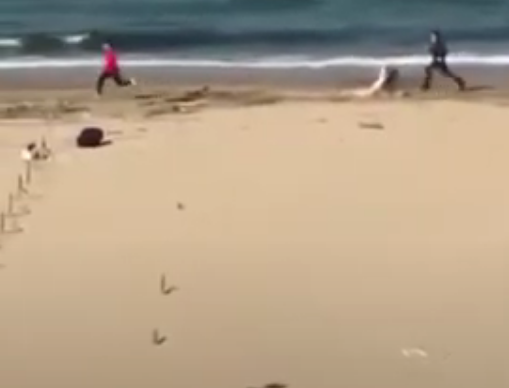 Dalla corsa in spiaggia all’inseguimento: multa di 4mila euro per un uomo a Pescara