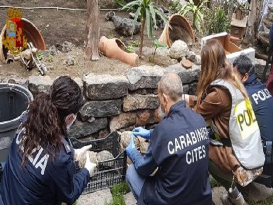 Catania, vendeva animali protetti vivi e imbalsamati a San Cristoforo: in manette 50enne – FOTO