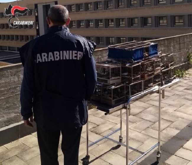 Deteneva specie protette in spazi angusti, cardellini trovati morti: denunciato bracconiere
