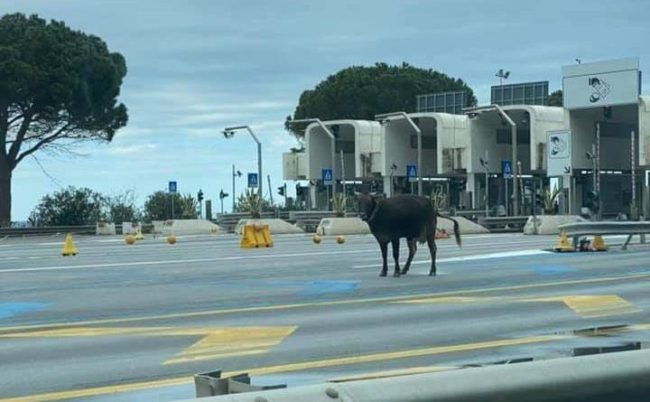 Mucca, bue e cane. Non è uno zoo, ma l’autostrada A20: pedoni insoliti vicino ai caselli