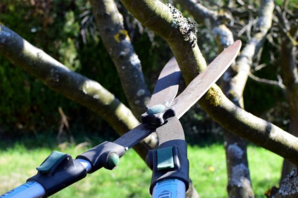 San Giovanni Galermo, richiesta di urgenti opere di potatura degli alberi dopo le segnalazioni dei cittadini