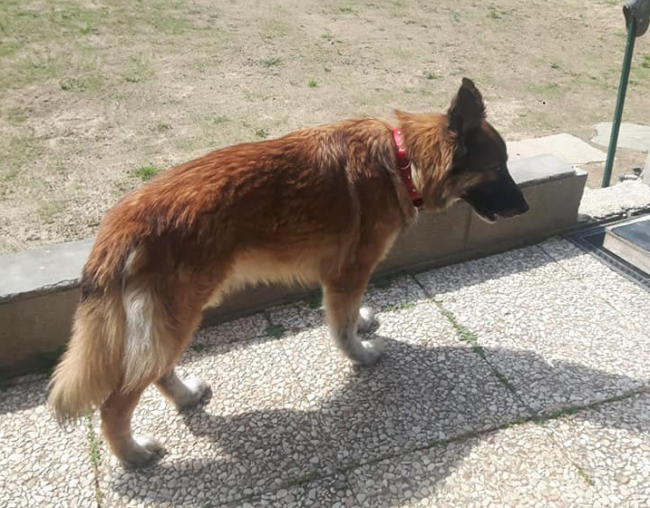 Scena macabra in strada. Agenti trovano cagnolino seviziato e impiccato: “Atto vergognoso”