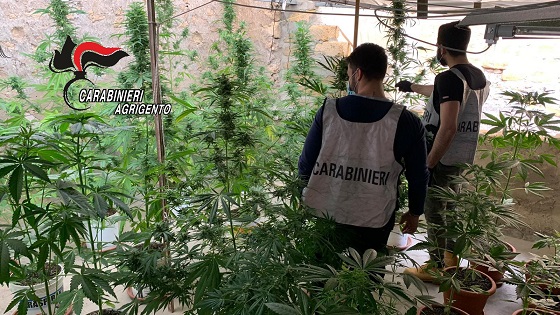 Greenhouse “stupefacente” tra i tetti condominiali: in manette spacciatore 55enne – VIDEO