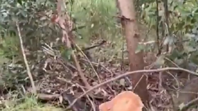 Disboscano abusivamente aree verdi, rubate 10 tonnellate di legna: due arresti – VIDEO