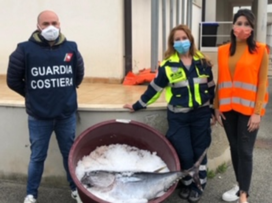 Esemplare di tonno rosso da 21 chili sequestrato in pescheria: incerta la provenienza
