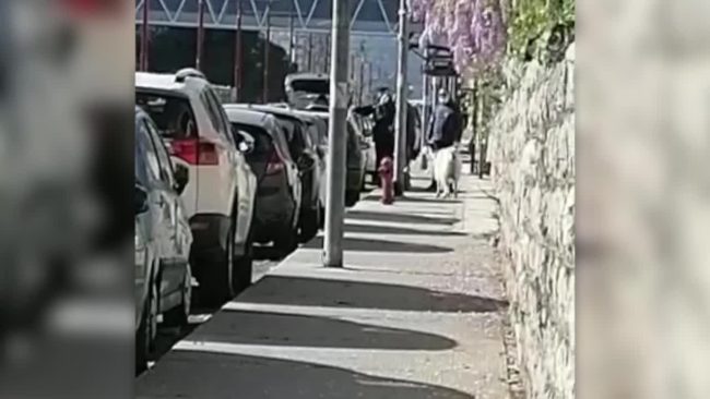 Incredibile, una pecora al guinzaglio per “fuggire” da casa