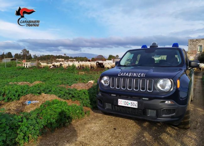 Carcasse di agnellini di 3 mesi a testa in giù pronti per macellazione clandestina: arrestato 64enne
