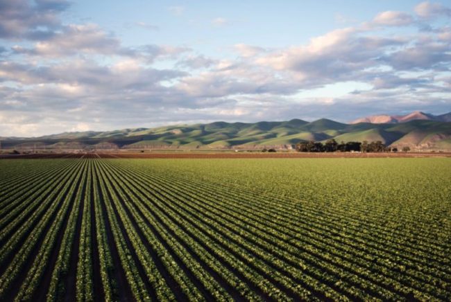 Nel 2019 +5,1% polizze agevolate agricoltura, 8.3 mld valori assicurati