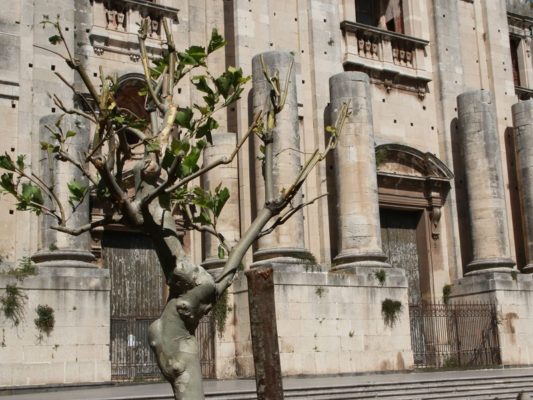 Catania, entro l’estate verranno piantati 2mila alberi: spesi 143mila euro