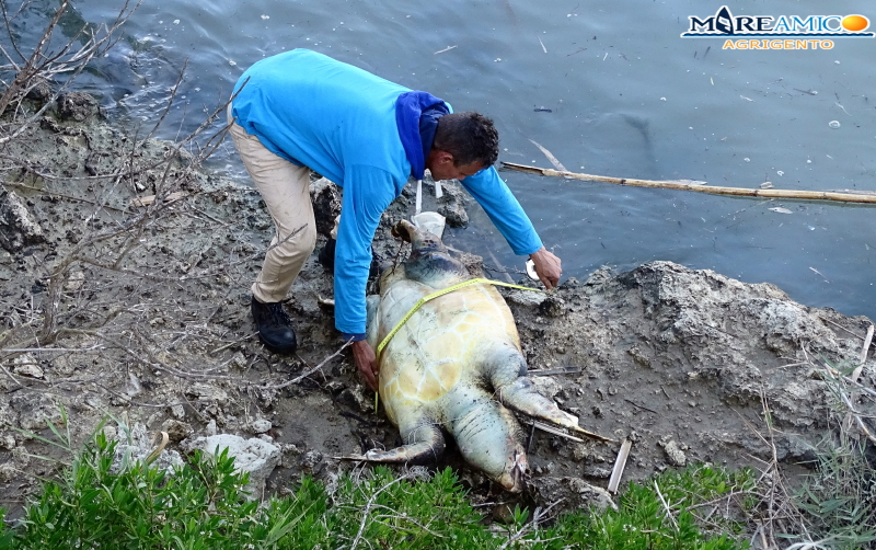 Tragico ritrovamento lungo il fiume Akragas, ritrovata una carcassa enorme di una tartaruga