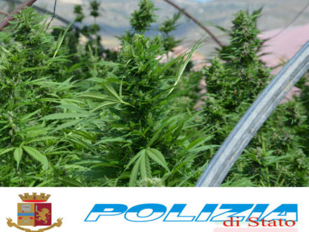 Quasi 200 chili di cannabis coltivata tra il basilico: arrestato bracciante agricolo – Le FOTO