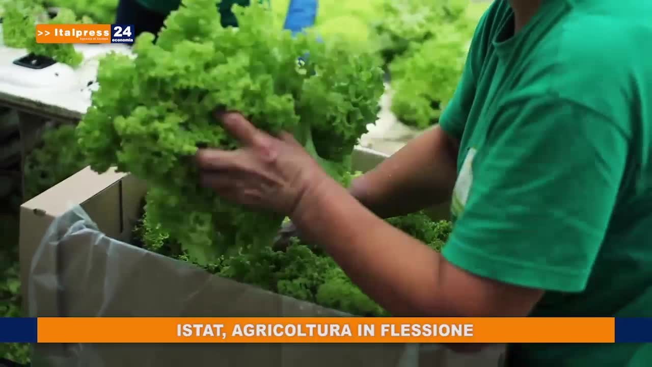 Istat, agricoltura in flessione