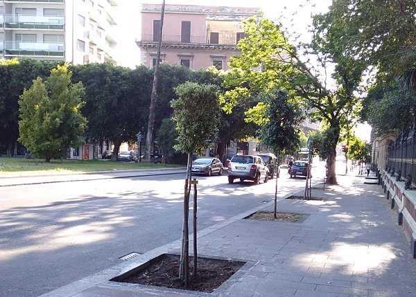 Catania si colora di verde con l’arrivo di migliaia di alberi: 250 sono già stati piantati