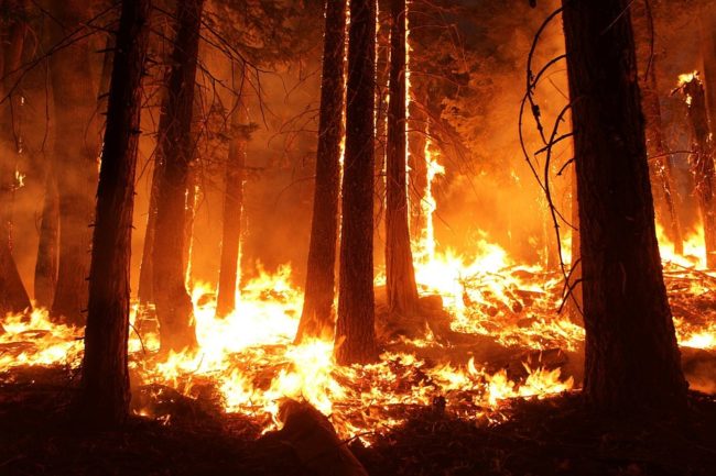 Appicca incendio in una riserva naturale: 61enne arrestato con ancora l’accendino addosso