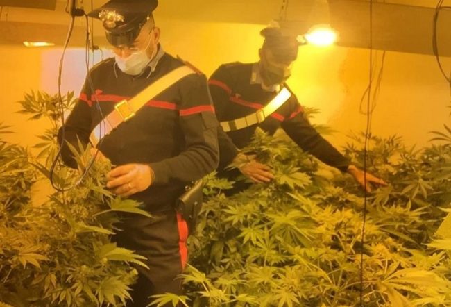 Serra della droga, blitz dei carabinieri in un casa disabitata: trovate 90 piante di marijuana
