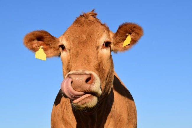 Dalla corsa in strada all’abbattimento, i DETTAGLI sul caso della “mucca impazzita” in centro