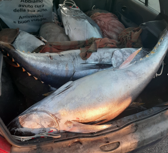 Sei tonni rossi in un’auto priva di requisiti igienici: maxi sequestro nel Catanese