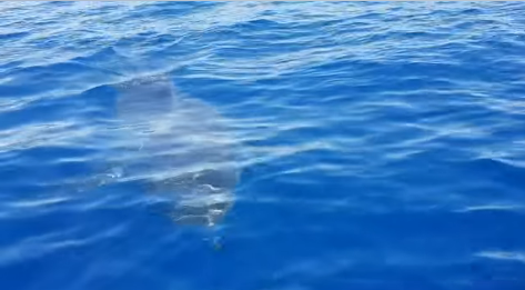 Ieri a Catania oggi a Lampedusa: avvistato uno squalo bianco di oltre 5 metri – IL VIDEO