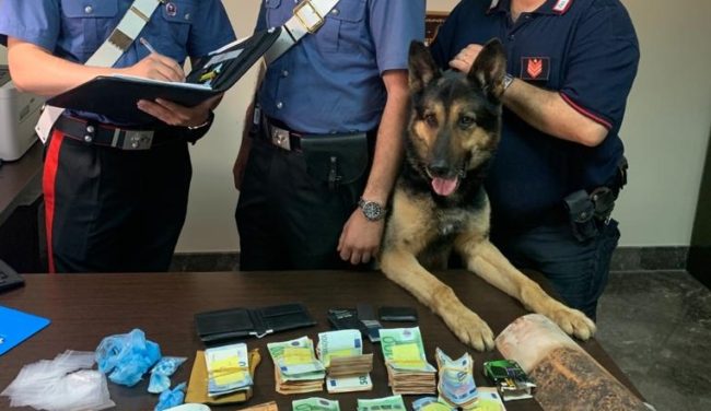 L’infallibile fiuto di Ulisse scova 95 dosi di crack sotto le tegole del tetto: in manette giovane pusher