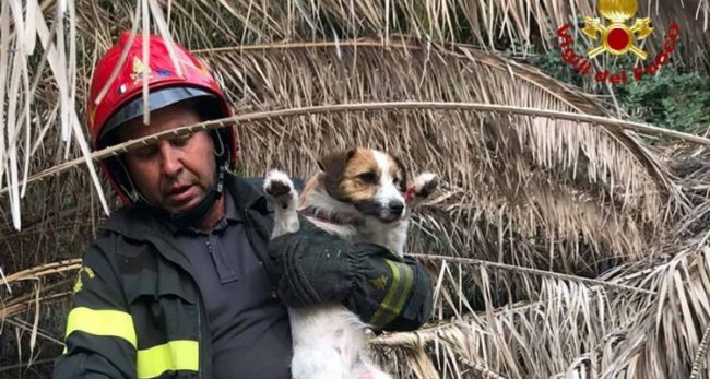 Cane precipita in un dirupo, padroni nel panico: salvato dai vigili del fuoco