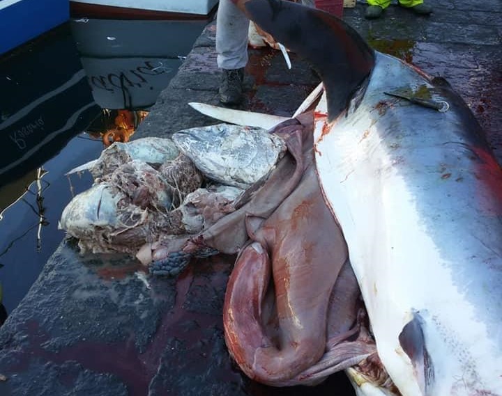 Pescato e “quasi” venduto al mercato per pesce spada, la triste fine dello squalo di Ognina – IMMAGINI FORTI