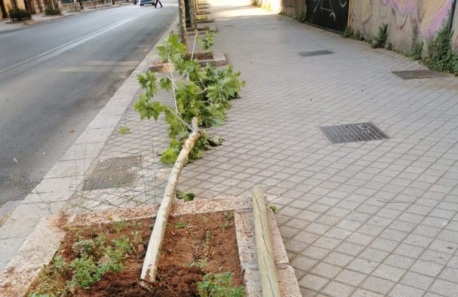 Verde urbano, ignoti danneggiano cinque alberi in via Libertà. “Atto indegno”