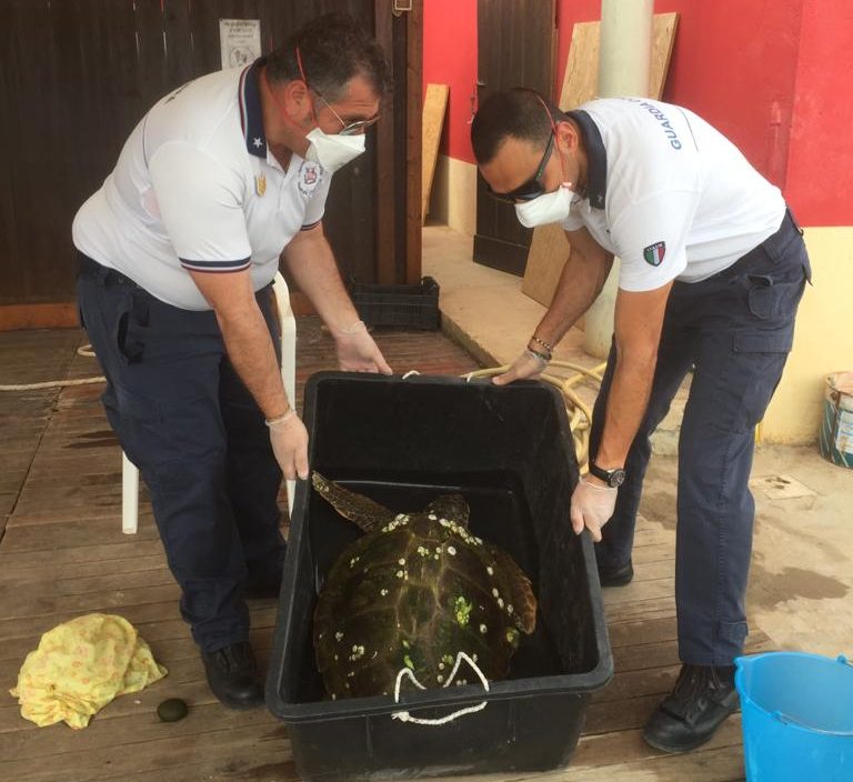 Segnalazione alla Capitaneria di Porto in contrada Spinazza, salvata tartaruga marina