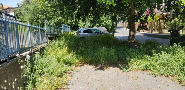 Erbacce, cura degli alberi e pulizia delle caditoie a Catania. Zingale: “È il momento di intervenire”