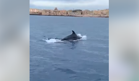 Siracusa, coppia di delfini “saluta” la città siciliana. Il sindaco Italia: “La natura ci meraviglia” – VIDEO