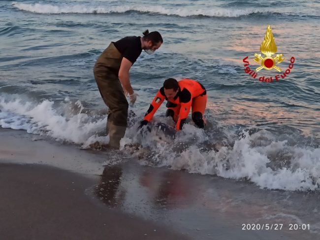 Tragico evento alla Playa di Catania, delfino soccorso in riva muore nonostante gli aiuti – LE FOTO