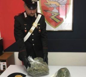 Due serre in casa per coltivare marijuana allacciate abusivamente alla rete elettrica: 32enne ai domiciliari