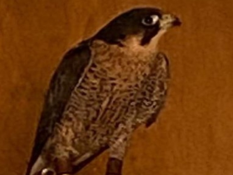 Falco disperso a Catania ritrovato alla stazione: “Grazie a chi lo ha trovato e a NewSicilia”