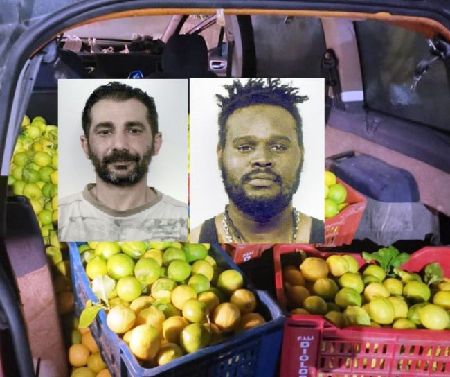 Rompono la recinzione e rubano oltre 300 chili di limoni nel Catanese: arrestati due ladri