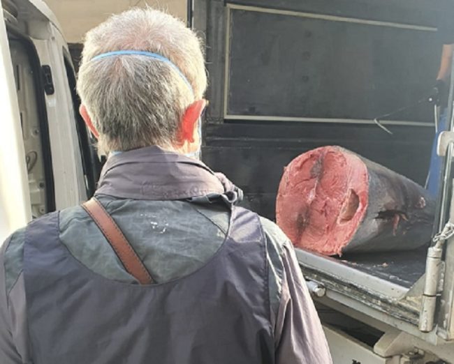 Tonno rosso non idoneo al consumo umano, fermato Fiat Doblò carico di pesce: 3 denunciati