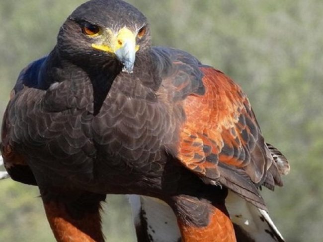 Momenti di terrore ad Aci Castello, bimbo di 3 anni attaccato da uccello rapace: il racconto dei genitori
