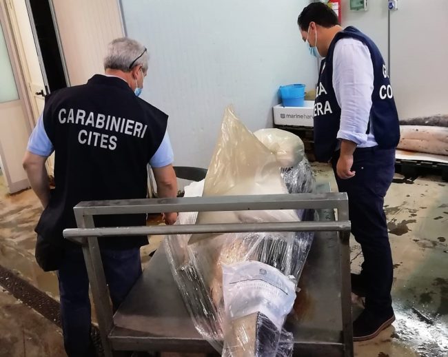 Catania, blitz dei NAS all’ingrosso di pesce: sequestrato lo squalo pescato a Ognina