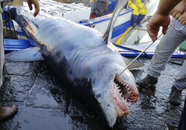Lo squalo Mako di Catania, l’arrivo al porticciolo di Ognina – IL VIDEO