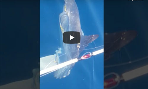 Grossa pinna fuori dall’acqua, avvistamento raro in mare: pesce luna grande come uno squalo – IL VIDEO