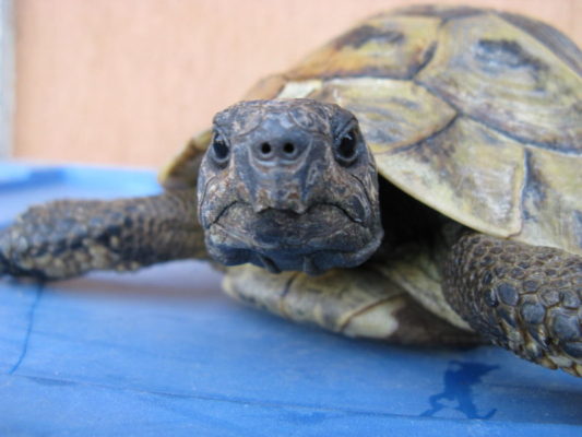 Vende tartarughe di specie protetta su Internet, rintracciato e denunciato il responsabile