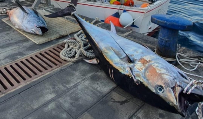 Pesca illegale di tonno rosso, sequestrati due esemplari di 250 chili: donati in beneficenza